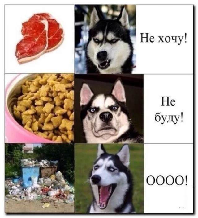 шутки про собак