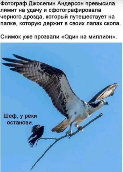мемы приколы