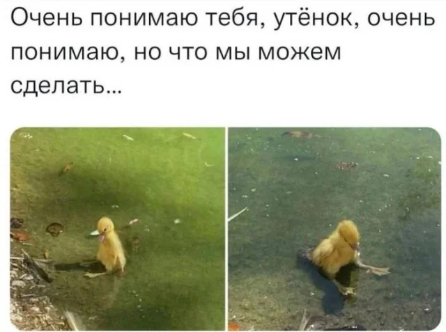 Лучшие прикольные мемы