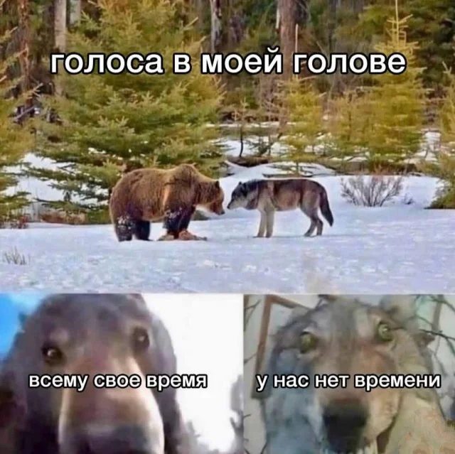 мемы приколы