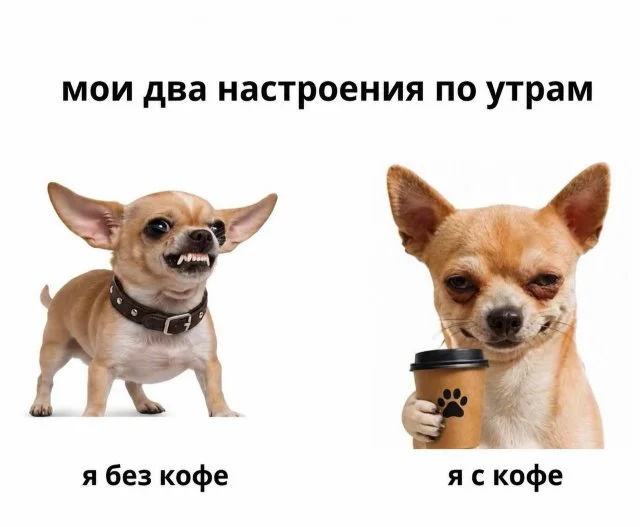 шутки про собак