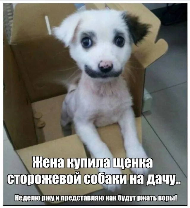 шутки про собак