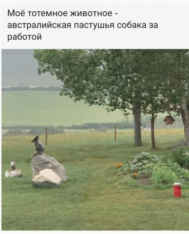 мемы приколы