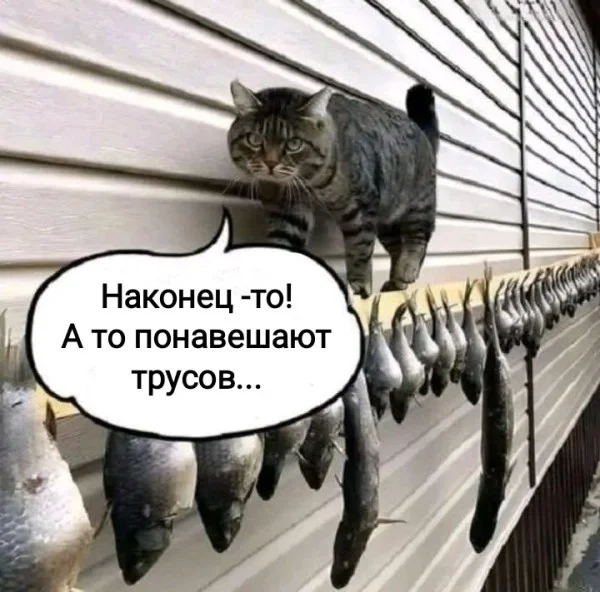мемы приколы