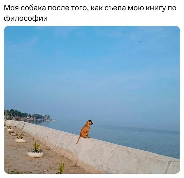 шутки про собак