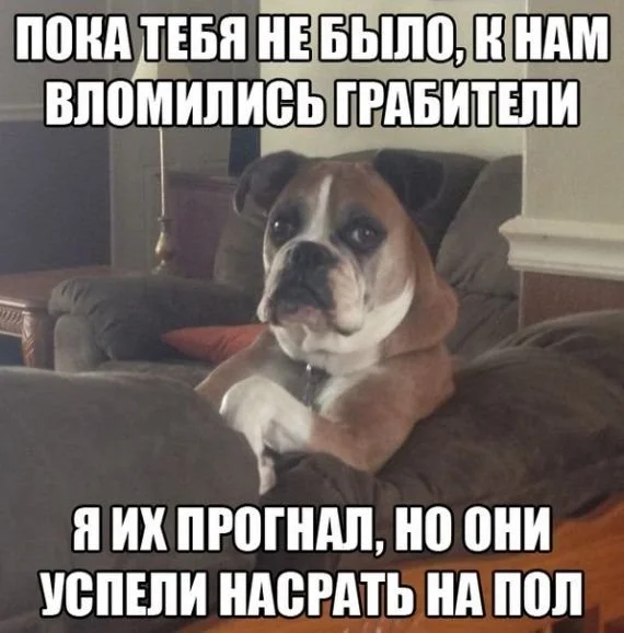 шутки про собак
