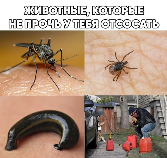 чёрный юмор