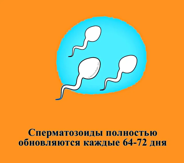 наука и секс