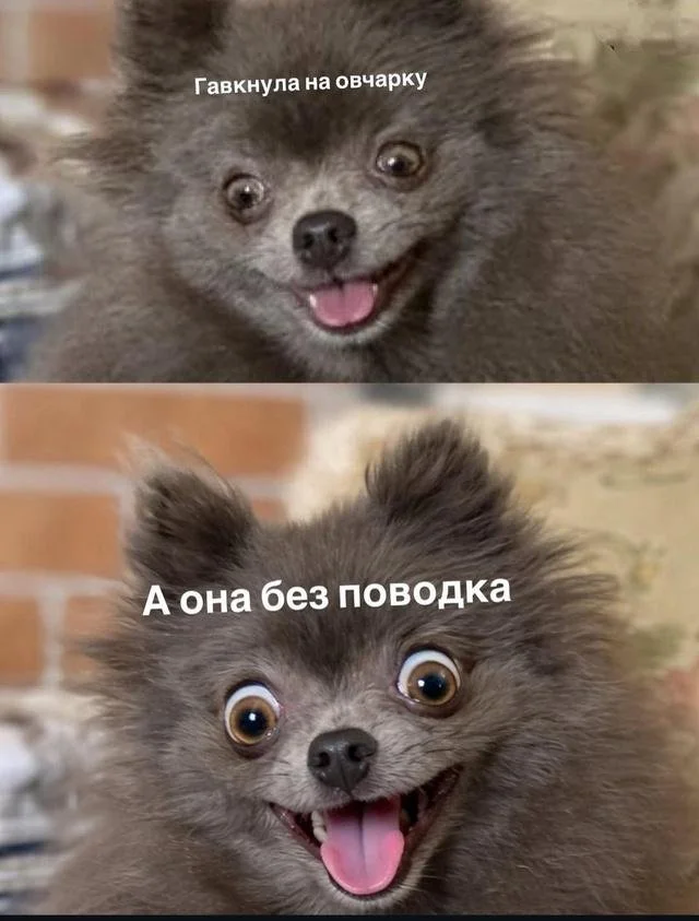 шутки про собак
