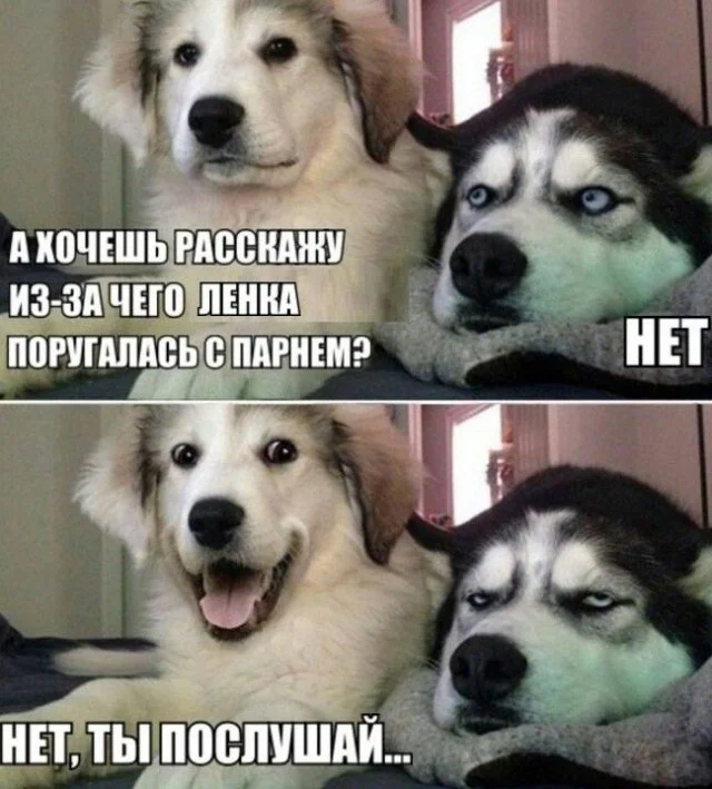 шутки про собак