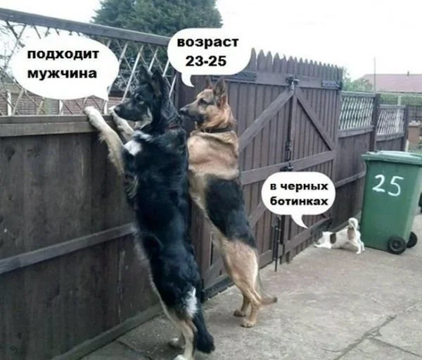 шутки про собак