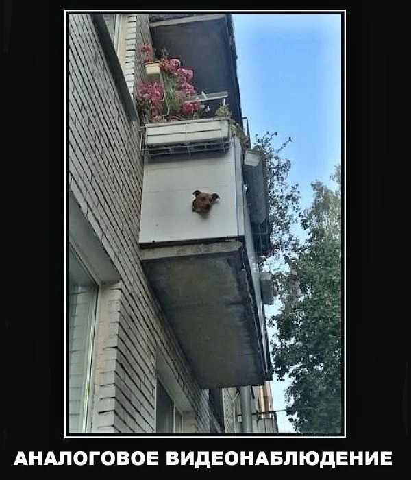 юмор мемы