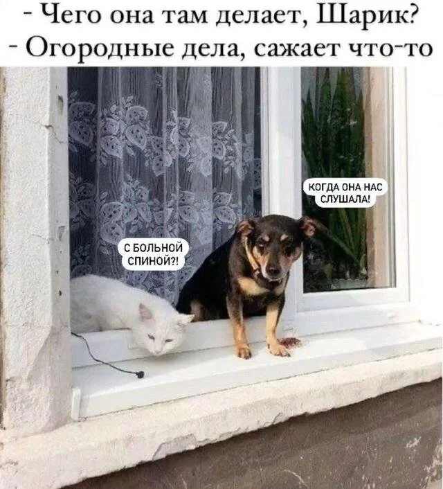 шутки про собак